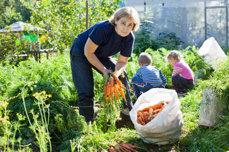 Mature woman in garden with small children picking the carrotの写真素材
