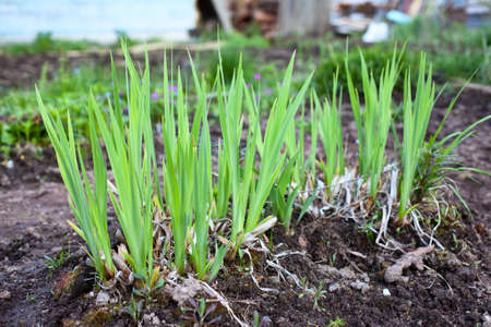 Green seedlings in the earth