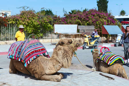 EL DJEM, TUNISIA - CIRCA MAY, 2012: Camels for riding tourists on the background of an ancient amphitheater in El Djem, Tunisiaのeditorial素材