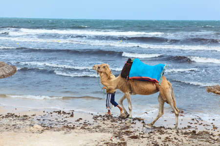 TUNIS, TUNISIA - CIRCA MAY, 2012: Man with beautiful camel animal on seacoast of Monastir, on circa May, 2012 in Tunis, Tunisia.のeditorial素材