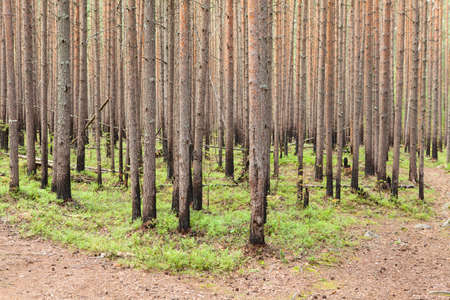 New growing pines in forest after fireの写真素材