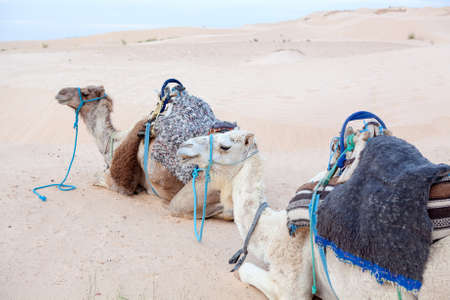 Camels dromedaries at rest in Sahara desertの写真素材