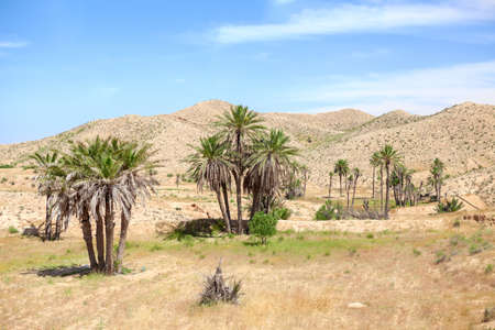 Mountain terrain in Africa with palm treesの写真素材