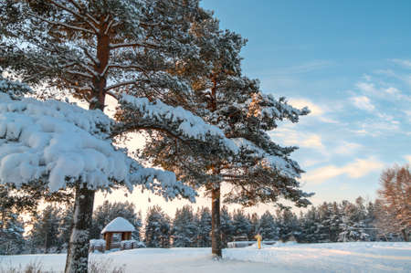 Winter pines in evergreen forest with sunset on skyの写真素材