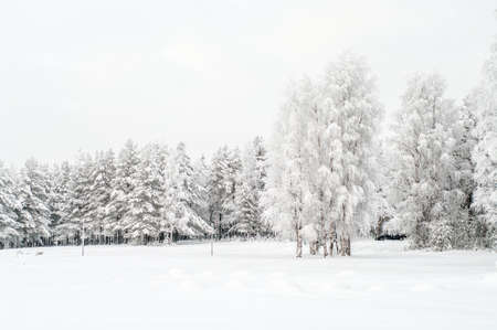 Snow covered white birches and evergreen pines in winter seasonの写真素材