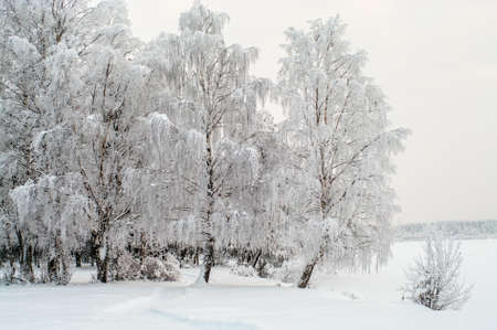 Snow covered white birches on lake shore in winter seasonの写真素材