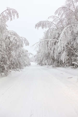 Beautiful empty country winter road with trees covered with snowの写真素材