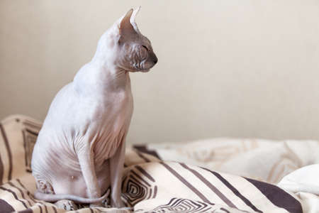 Calm cat sphinx sitting on a bed in the bedroom. Copyspaceの写真素材