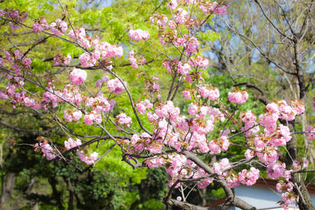 Japanese cherry (sakura tree) blossom with pink flowers against green tree foliage, Japanの写真素材