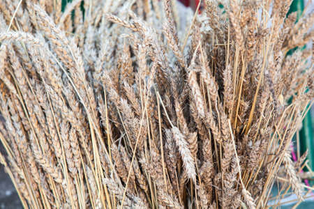 Close up of dried stalks of wheat  Backgroundの写真素材