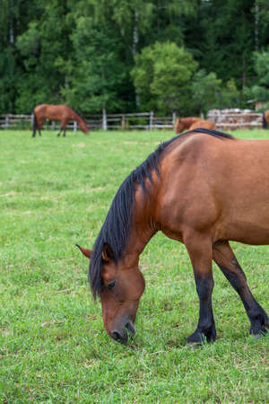Brown horse on green field eating young grassの写真素材