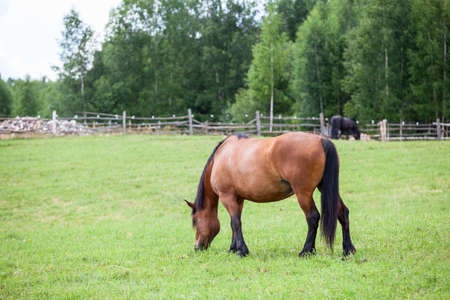Brown horse on green field  Copyspaceの写真素材