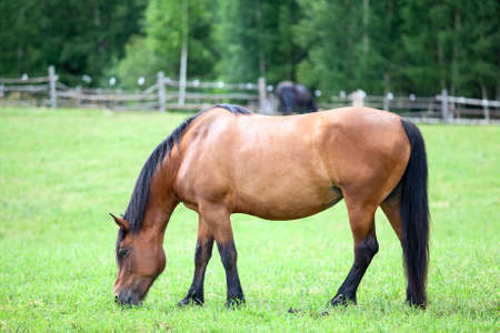 Domestic brown horse on green fieldの写真素材