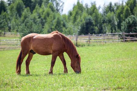 Chestnut horse with red mane grazing in field in summer  Copyspaceの写真素材