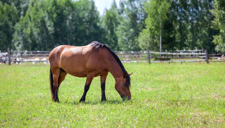 One chestnut horse with black mane grazing in field  Copyspace  Wide pictureの写真素材