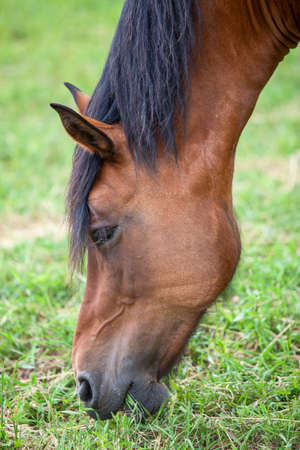 Closeup head of chestnut horse eating young grassの写真素材