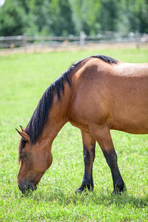 Chestnut horse grazing in the meadow  Closeup viewの写真素材