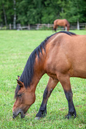 Beautiful horse grazing on field in summerの写真素材