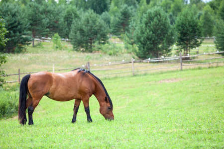 Calm chestnut horse with black mane grazing in field in summer  Copyspaceの写真素材