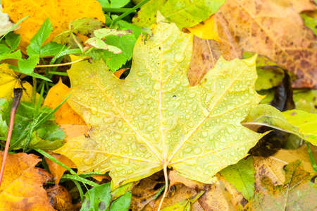 Yellow maple leaf in the middle of many of fall down 