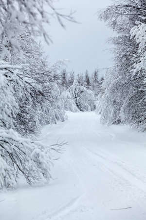 Wintry countryside road and hoar-frost on trees in winter. Focus at the distance