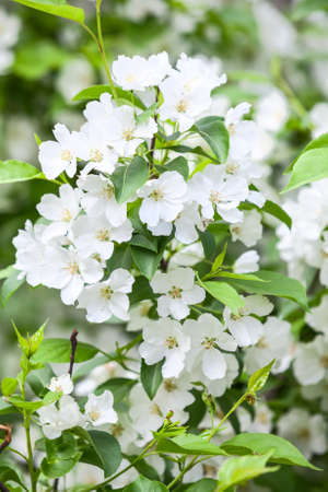 Apple branch with white blossoms flowers in springの写真素材