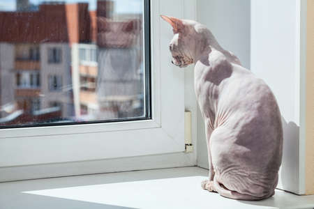 Sphynx cat warming in sunlight on sill of windowの写真素材