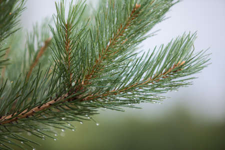 Pine branch with dew water dropsの写真素材