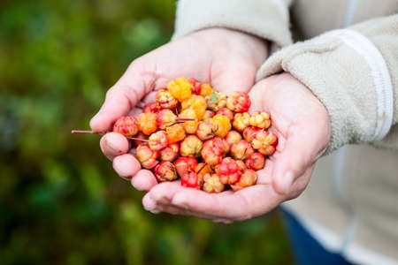 A handful of full ripe cloudberry, women's handsの写真素材