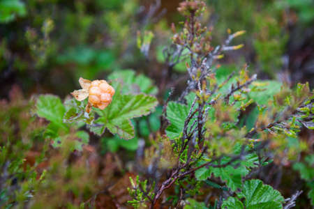 Overripe cloudberry with water drops is on the marshes in North Kareliaの写真素材