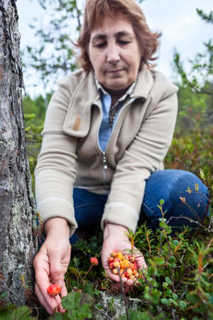 Hands of mature woman gathering fresh cloudberries at forest swamp in north