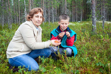 Mother and son are harvested and eaten fresh cloudberries in the forest in the swampの写真素材