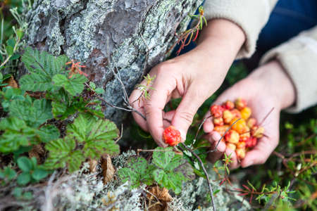 Female hand picking red ripe cloudberry from the green bush into palmの写真素材