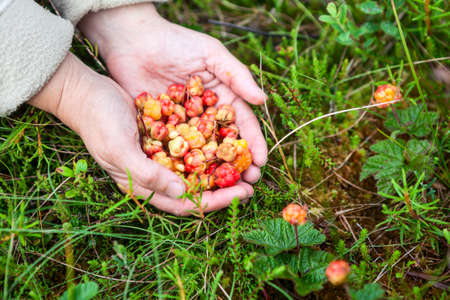 A handful full of gathered ripe and overripe cloudberries, women's handsの写真素材