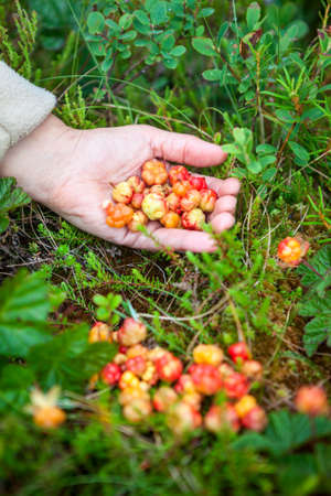 Pile of fresh cloudberries in the bushes and full handfulの写真素材