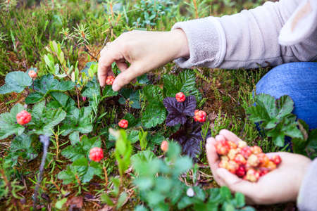 People gathering ripe cloudberries on the northern marshesの写真素材