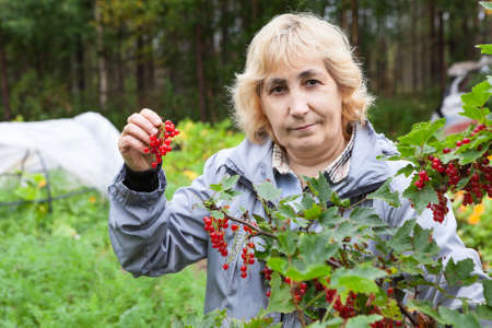 Female gardener showing red currant in her hand, looking at cameraの写真素材