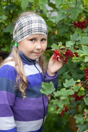 School age Caucasian girl standing near red currant bush full of ripe berriesの写真素材