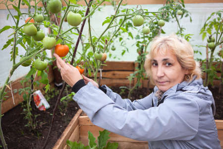 Woman showing red ripe tomato from branch in greenhouse, looking at cameraの写真素材