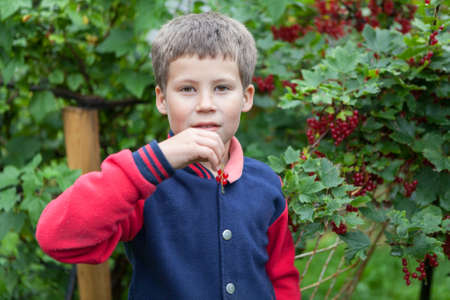 Pretty Caucasian boy eating red currant fresh berries in gardenの写真素材