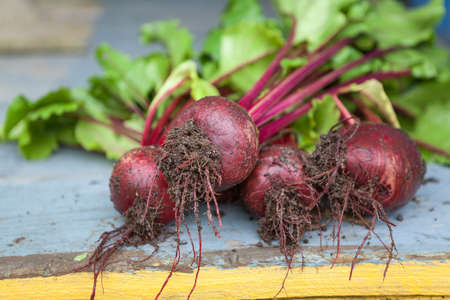 Fresh beets from the garden is on a wooden table