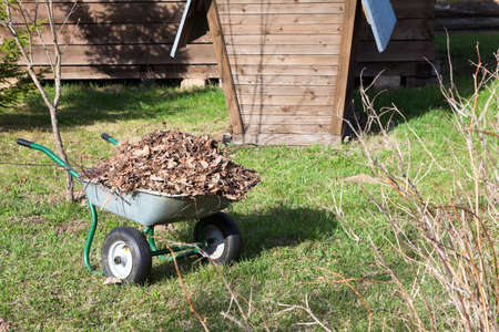 Steel wheelbarrow full of dry leaf standing in summer house backyardの写真素材
