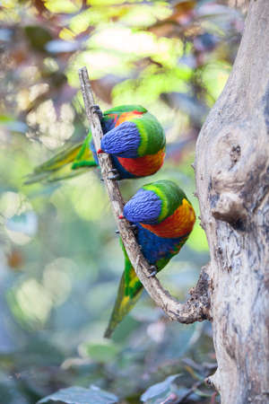 Two colorful parrot on a branchの写真素材