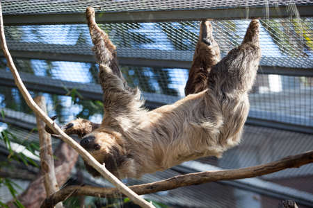 Side view of two-toed Linnaeus Sloth hanging in the enclosure. The Loro Parkue in Puerto de la Cruz, Tenerife, Canary, Spainの写真素材
