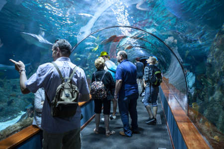 PUERTO DE LA CRUZ, TENERIFE, SPAIN-CIRCA 2016, JAN: People watch sharks and color fishes in underwater tunnel of the Loro Parque Aquarium. Loro Parque is the best zoo in Europeのeditorial素材