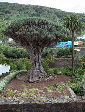 Garden area with Dragon tree. Dracaena draco tree is a natural symbol of the island Tenerife. Icon De Los Vinos town, Canary, Spainの写真素材