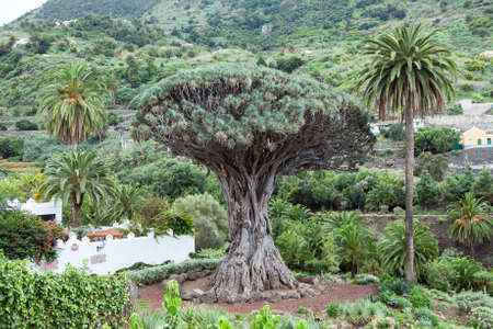 The Dragon tree. Dracaena draco tree is a natural symbol of the island Tenerife. Icon De Los Vinos, Canary, Spainの写真素材