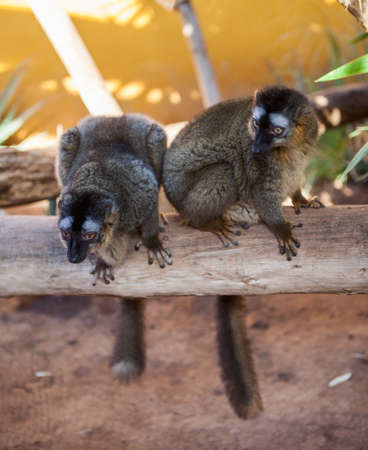 Two brown lemurs sitting on the tree stemの写真素材