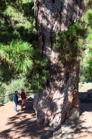 VILAFLOR, TENERIFE, SPAIN-CIRCA 2016, JAN: Tourists are near the thousand-year pine with giant crown. Millennial pine is in national park of Teideのeditorial素材