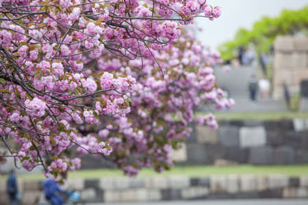Pink flowers of blooming sakura are on the branches, copy space. Central garden is in Tokyo, Japan